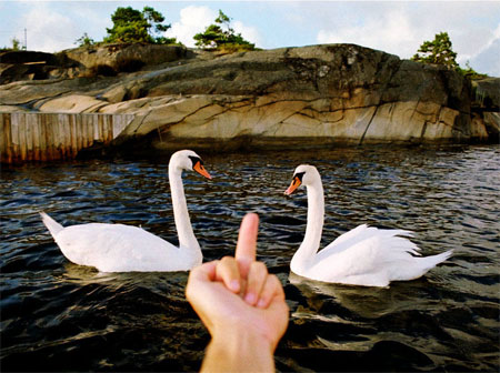 Corey Arnold, Swans are Evil, 2003