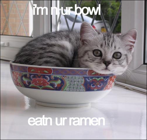 original_lolcat1.jpg