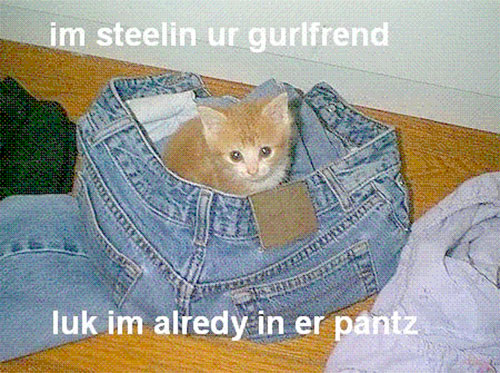 original_lolcat3.jpg