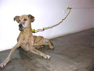 starving art dog