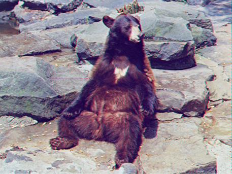 bear.jpg