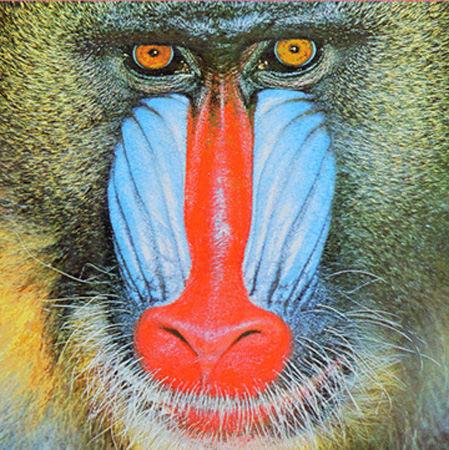 mandrill.jpg