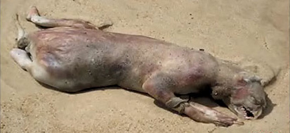 The Montauk Monster The Montauk Monster