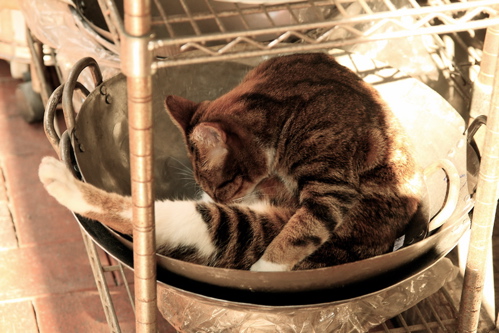 Chinese cat food, Karen Archey, Paddy Johnson, Art Fag City, Best Link Ever, contemporary art