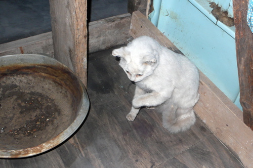 Karen Archey, Taxidermy, Best Link Ever, Art Fag City, Gosha Ostretsov, Venice Biennale