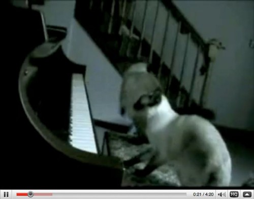 cory arcangel, art fag city, cat, Drei Klavierstücke op. 11