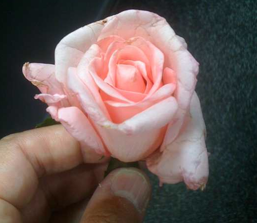 rose