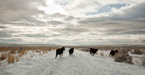 Journey to Spiral Jetty