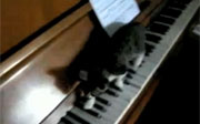 Post image for Examining Cory Arcangel’s Schoenberg’s Cats