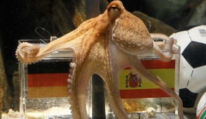 Paul the Psychic Octopus chooses Spain over Germany in the 2010 World Cup