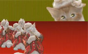 Post image for Best Link Ever! Kittens Turbo Techno Jam!!!