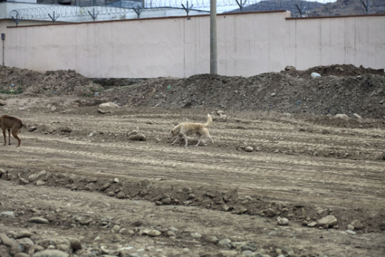 Street dogs wander construction site.