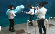 Post image for Best Link Ever! Mariachi Band Serenades a Beluga Whale