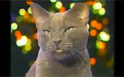 Post image for What 1000 Blunts Will Do To A Jingle Cats Video