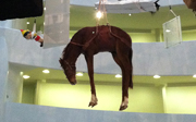 Post image for Slideshow: Maurizio Cattelan’s All at The Guggenheim