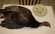 Post image for It’s a Goat: A Thanksgiving YouTube Parade