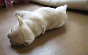 Post image for Nothing Says Thanksgiving Like A French Bulldog